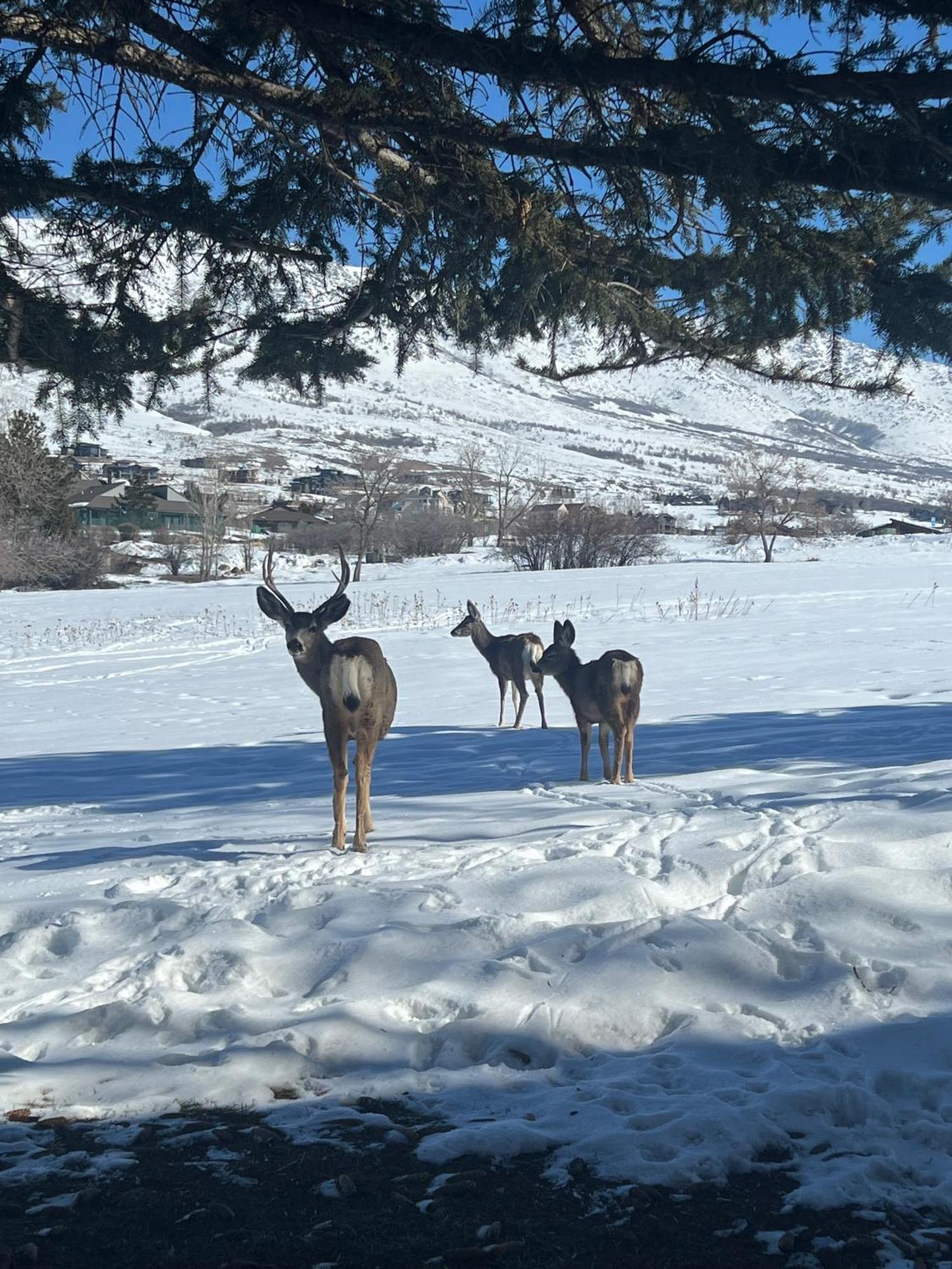 Wolf Creek Lodge Condo In Eden, Ut - Relaxing Mountain Retreat Extérieur photo